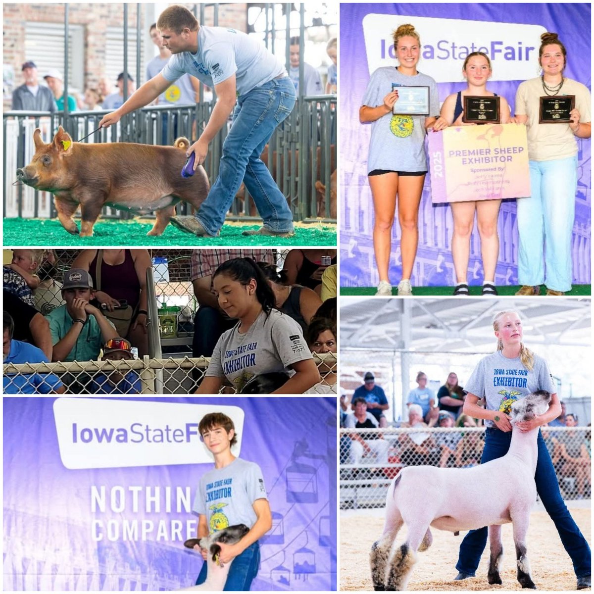 MuscatineIA's tweet photo. The @IowaStateFair has finished - Great work @MuscatineFFA students who worked so hard to earn the chance to exhibit in Des Moines..

#FFA #FutureFarmersofAmerica
#ANF #AmericaNeedsFarmers 
#4H  #AgState #IowaSummer 
@IADeptAg @MikeNaigIA @iowaffa https://t.co/EtqrP5ZHZg