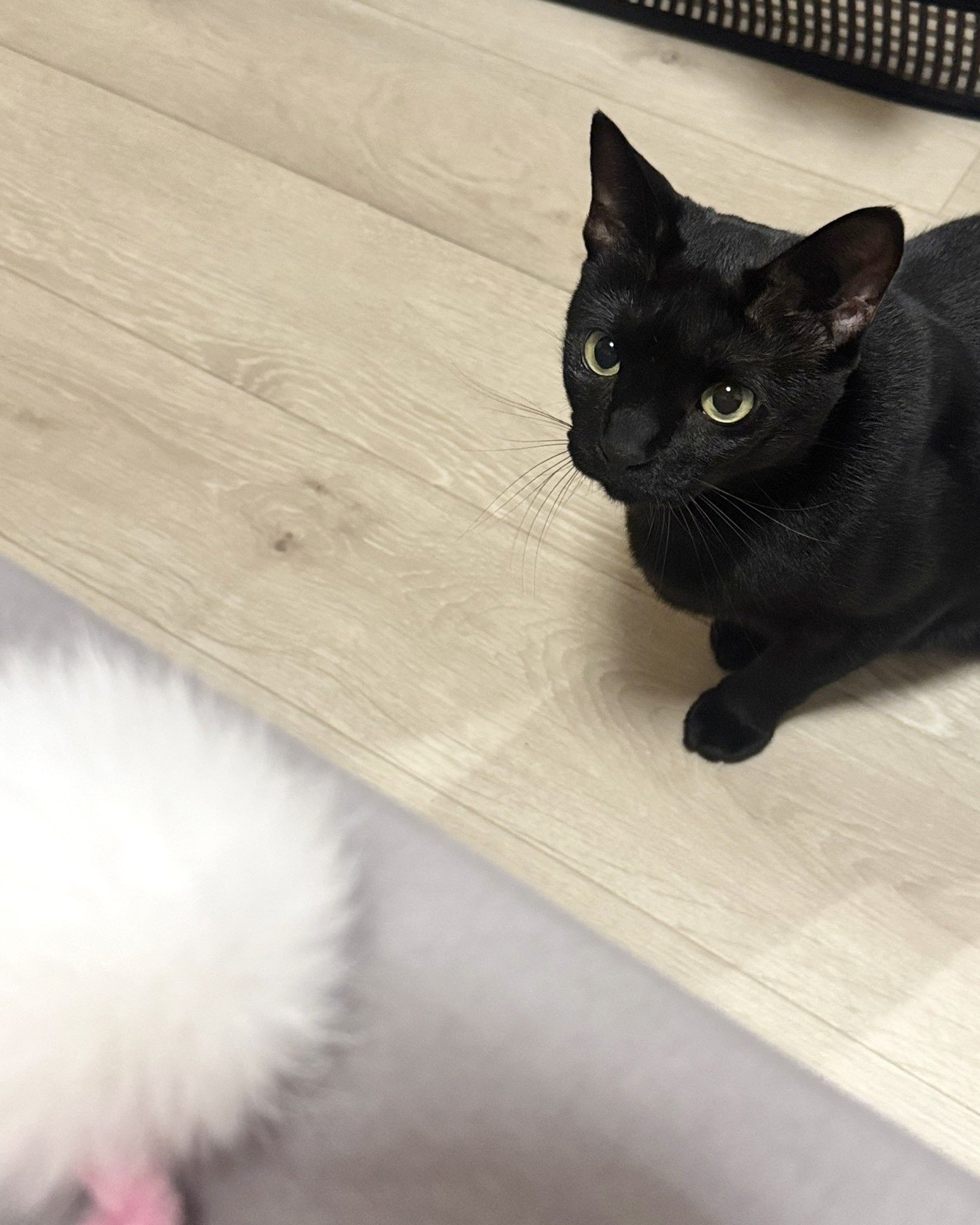 ✿黒ニャンコ✿　リクエストブローチ3点 imgrc0105493124.jpg