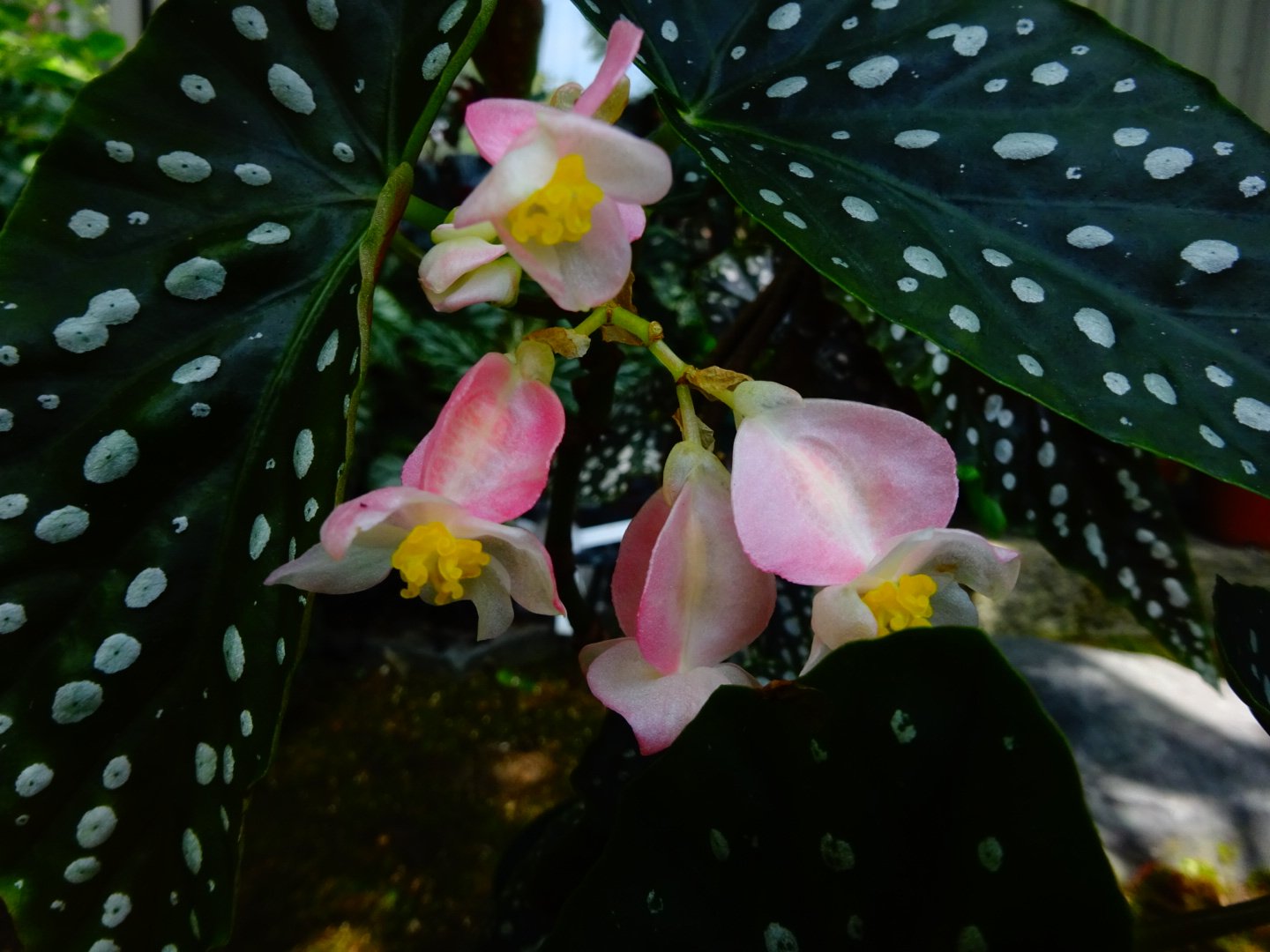 【お値下げしました】ベゴニア百科 Z－253 BS黒本体（B） | 製品詳細 | シーピー化成株式会社