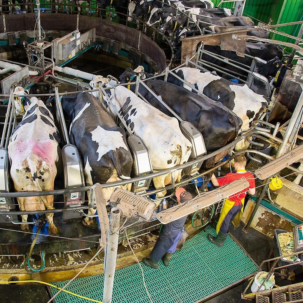 🏠🐄 Neatlaidīgs darbs un mērķtiecīgas investīcijas ļāva SIA "Jāņlejas" kļūt par vienu no lielākajām un ražīgākajām piena saimniecībām Latvijā ar vienu no labākajiem izslaukuma rādītājiem valstī. Iedvesmojies un attīsti arī savu saimniecību 👉lad.gov.lv/lv/jaunums/sia…