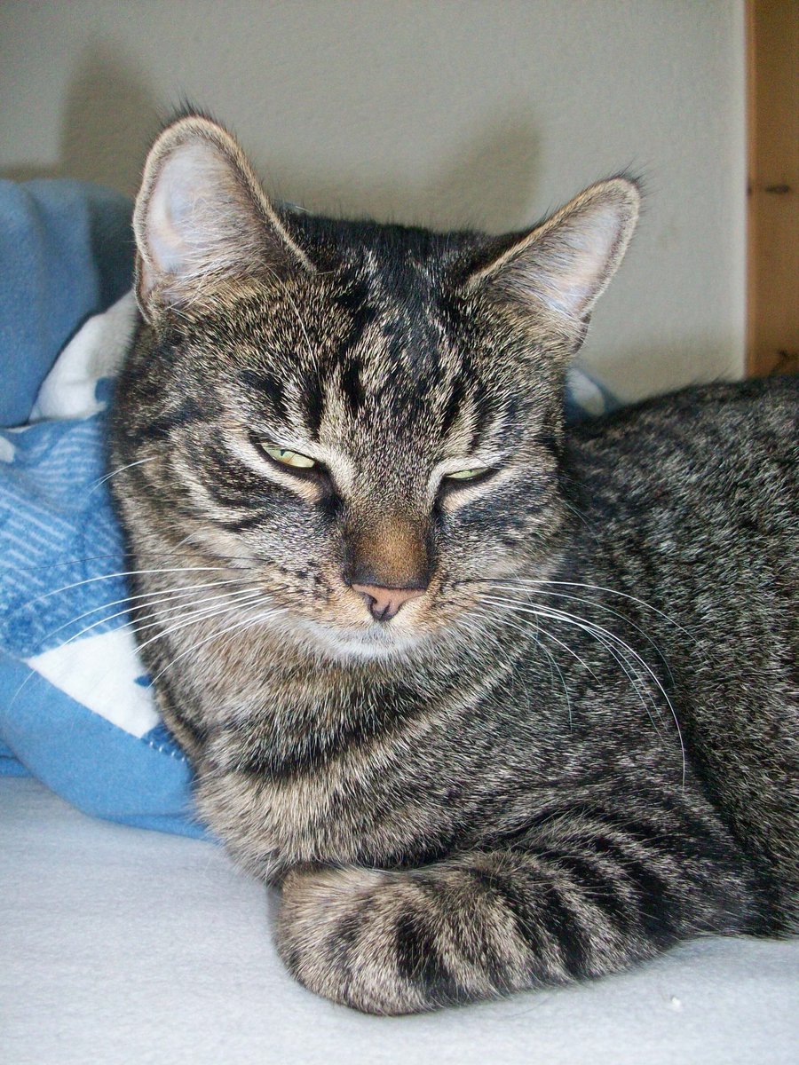 #MurmelMontag digitale murmel