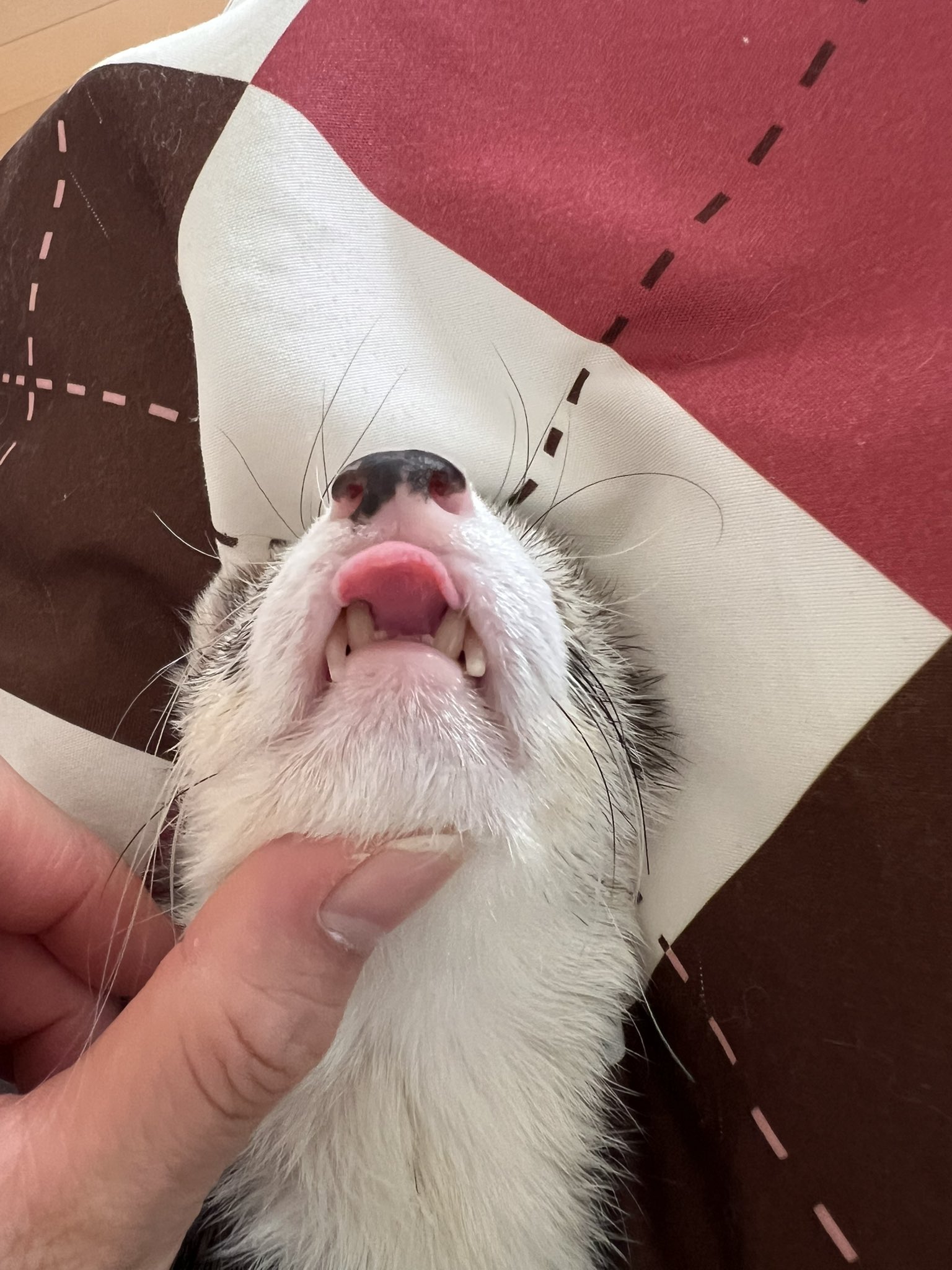 ちくわ🐾 (@CHIKUWA20200823) / X