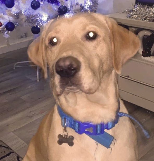 Arlo is a beautiful 2 year old male Golden Lab. he is available and looking for a new home, all his details are on our website here help2rehome.com Can you please share to help him on his way?