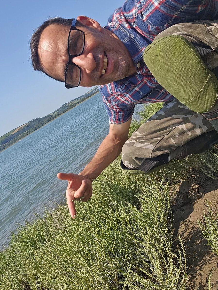 Suaeda maritima (Annual Sea-blite or Herbaceous Seepweed) growing on the Coastal Creek mud near Laugharne on Saturday.