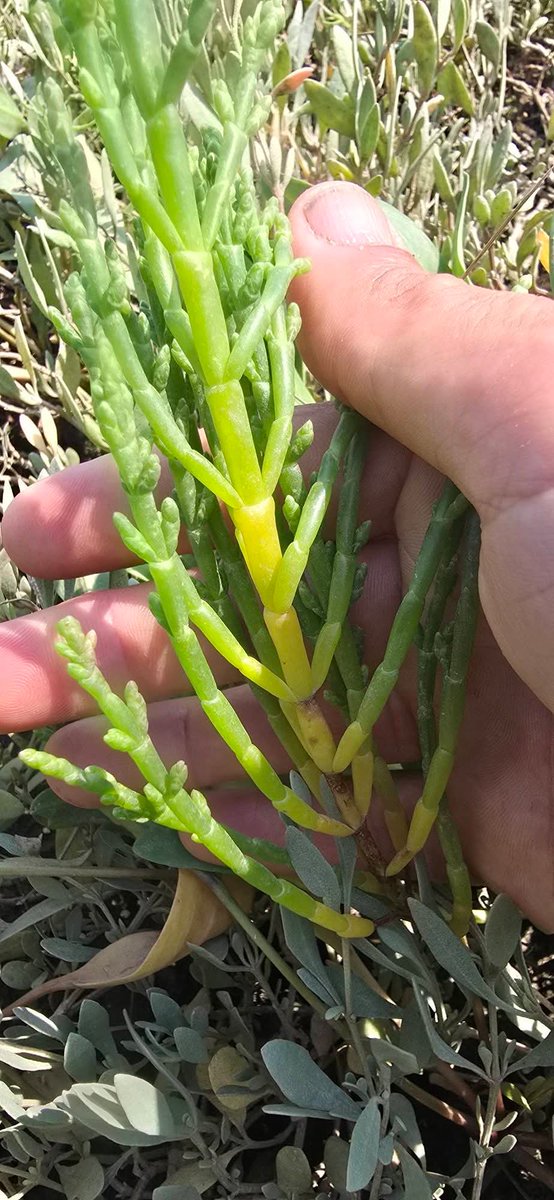 Salicornia europaea (Common glasswort or Marsh Samphire) growing on the mud flats near Laugharne on Saturday, lovely looking plant and rather tasty ,not that iam a forager.