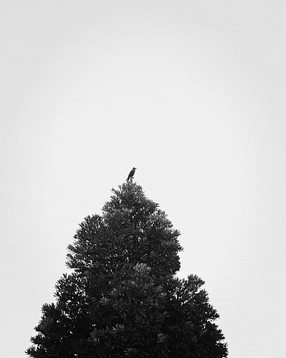 हमने विस्मृति के बीज डाले
तो यादों का दरख़्त उग आया
कुछ चीज़ों को भूलना कितना कठिन है
जैसे इस उम्र में
कुछ चीज़ों को याद रखना!

( मदन कश्यप )