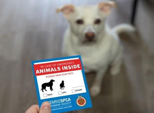 PembrokeFD's tweet photo. “Animals Inside” Window Stickers Available at the Firehall for FREE!
Did you know your pets need emergency plans too?
#PetPreparedness #firesafety #petsinside #EmergencyPreparedness #communityfirst
https://t.co/pirb8IR28o https://t.co/3aKwB1bKX0