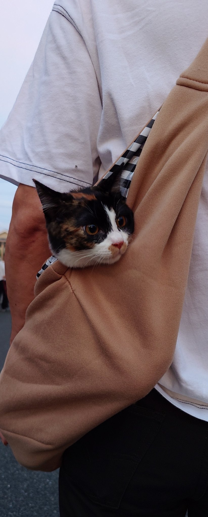 関東猫商会‼️ おねだり三毛猫｜WooBia公式オンラインショップ – WooBia