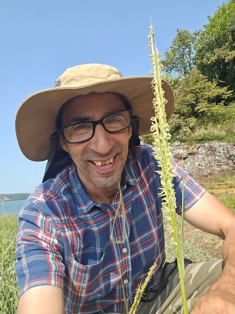Spartinia anglica (Common Cordgrass) looking great on the Saltmarsh near Laugharne in Carmarthenshire on Saturday.