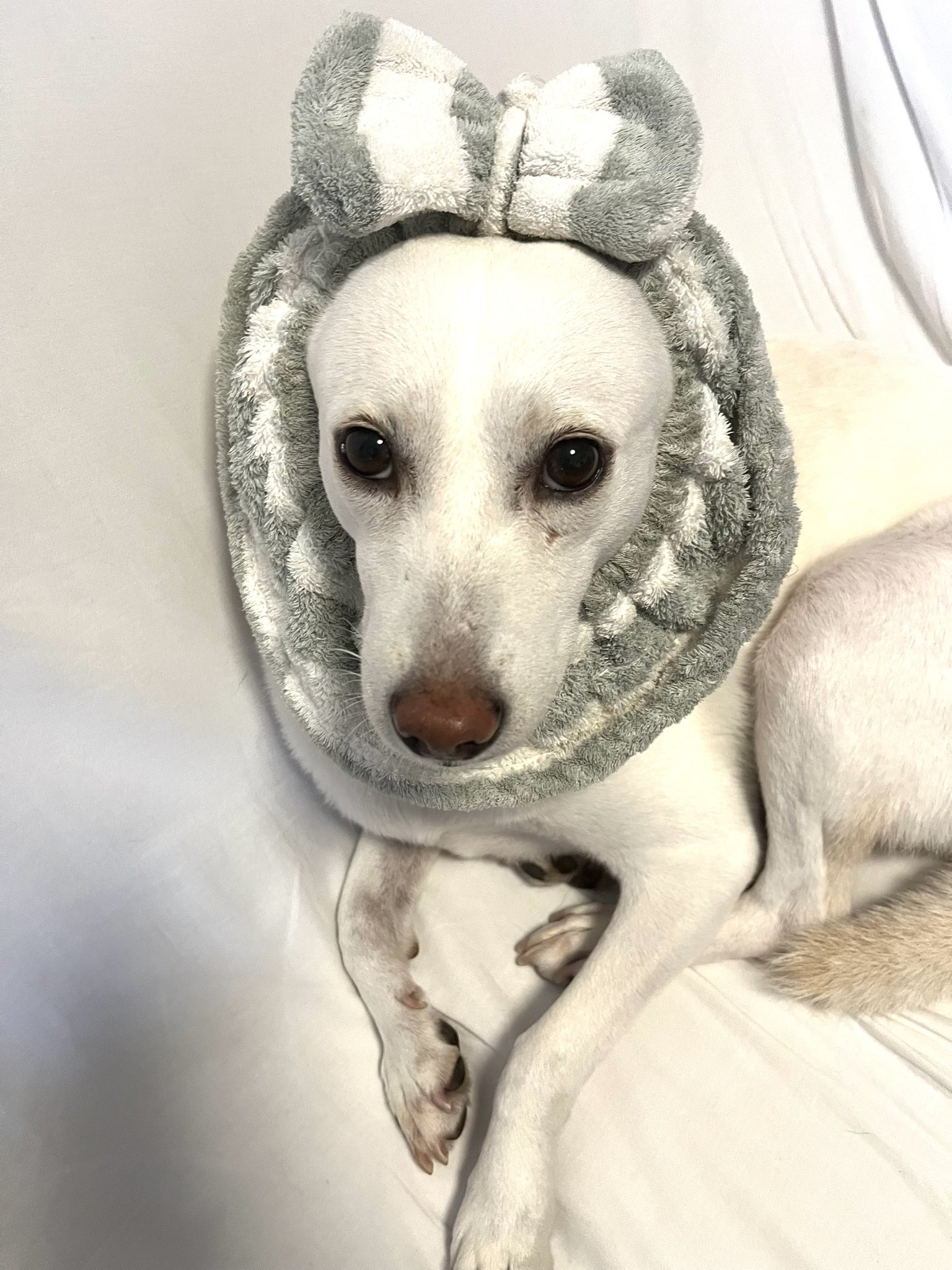 しろい犬 とっとりの白い犬（OUTLET）