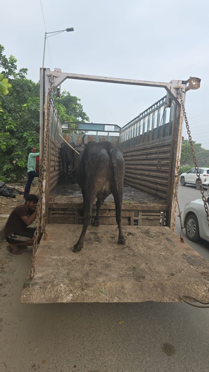 MunCorpGurugram's tweet photo. 🚨 गुरुग्राम में खुले में घूमने वाले पशुओं के मामले में अभियान हुआ और अधिक तेज

✅ सोमवार को 52 पशु पकड़कर गौशाला एवं नंदिशाला में भेजे गए
✅ विशेष टीमें लगातार गश्त कर रही हैं
✅ स्थानीय पुलिस का भी मिल रहा सहयोग

👉 जुर्माने व कार्रवाई का प्रावधान

पहली बार – ₹25,000

दूसरी बार – ₹50,000

तीसरी बार – पशु किसी भी हालत में वापिस नहीं किया जाएगा

बाधा डालने वालों के विरुद्ध FIR व जेल

⚠️ निगम की चेतावनी :
खुले में घूमने वाले पशु यातायात व हादसों का बड़ा कारण। अब किसी भी स्तर पर ढिलाई बर्दाश्त नहीं। पशुपालक व डेयरी संचालक अपने परिसर के भीतर बांधकर रखें अपने पशु

📞 नागरिक सहयोग करें – खुले में घूमते पशुओं की सूचना तुरंत निगम हेल्पलाइन 18001801817 पर दें।

#TeamMCG #SwachhGurugram #SafeGurugram