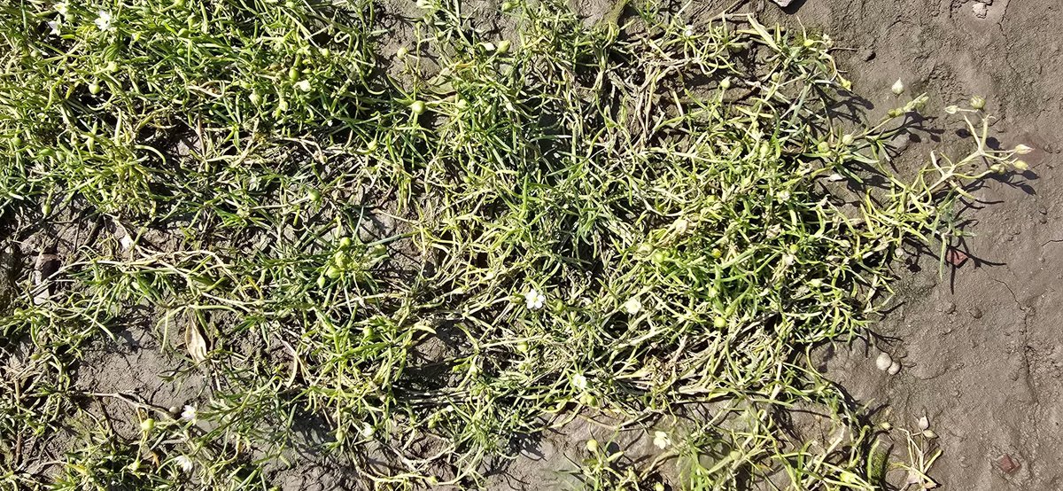 Spergularia media (Greater Sea-Spurry) near Laugharne in Carmarthenshire on Saturday.