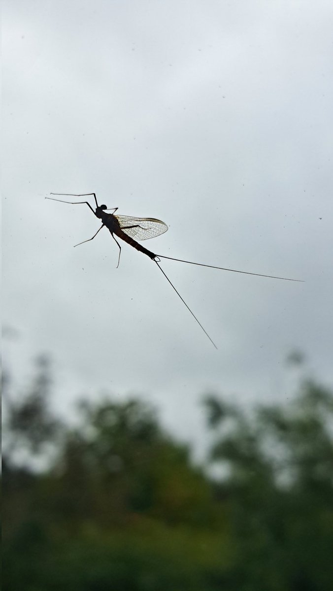 What,is this creature?! It landed on  my windscreen - thorax about 1 cm 🤔🫢