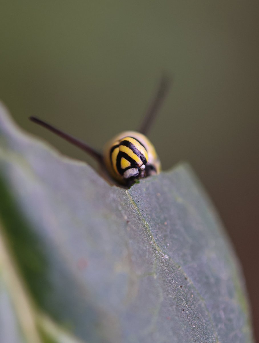 🐛 📸