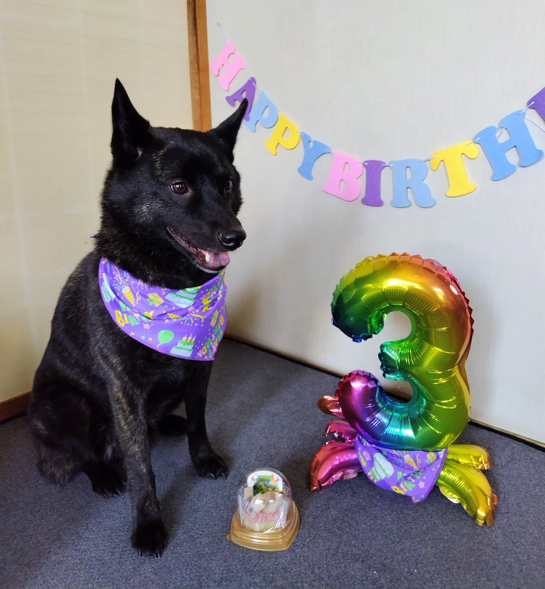 本日、３歳のお誕生日を迎えました🎉
お水をあまり飲んでくれないのが心配ですが、毎日元気です☺️
今年はお肉のバースデーデリケーキ🎂をペロっとたいらげました