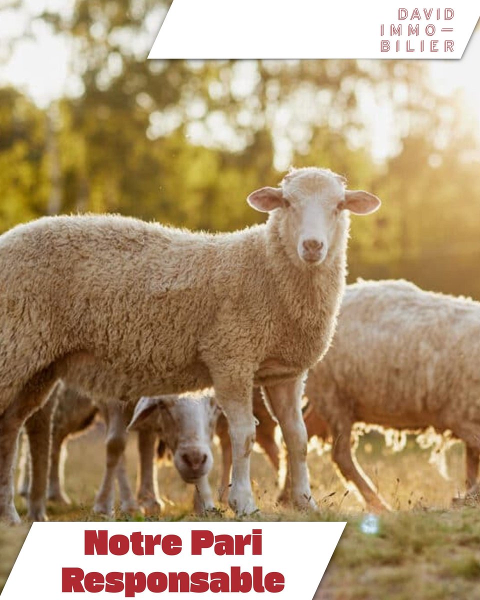 David Immobilier tweet media