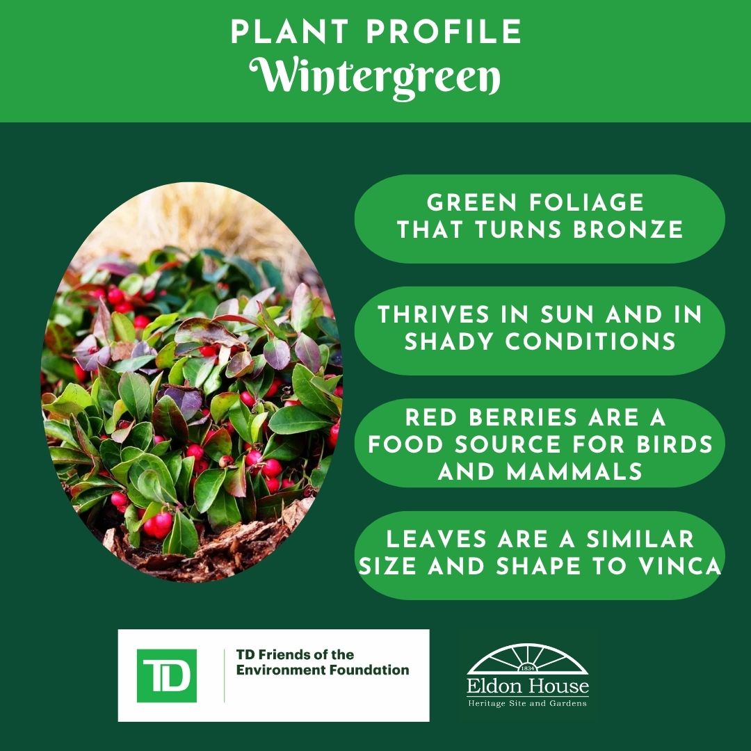 EldonHouse1834's tweet image. Replacing invasive species with native plants can be a really fun and interesting. Wintergreen is a neat plant that has been used by Indigenous communities and offers great environmental benefits. 

#LdnOnt #NativePlants #Museums