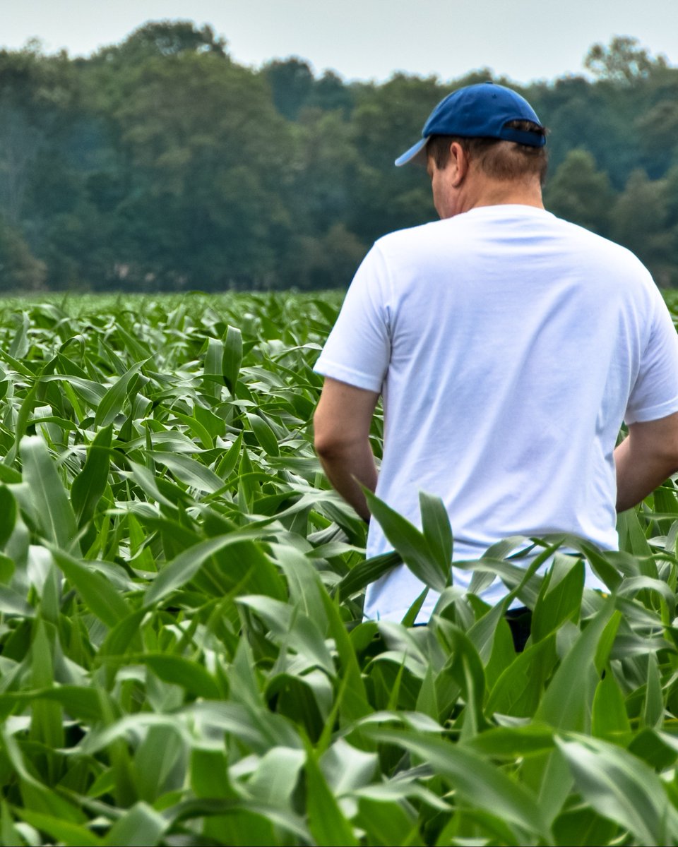 🌱 El estrés hídrico limita el desarrollo de los cultivos y compromete su productividad.

💡 La bioestimulación es una estrategia clave para mejorar la tolerancia de las plantas.

💧 TALETE, bioestimulante de #Syngenta:
✅ Optimiza el uso del agua
✅ Refuerza la actividad