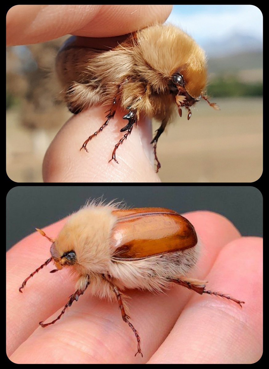 Spadiddle's tweet image. Woolly chafer beetle