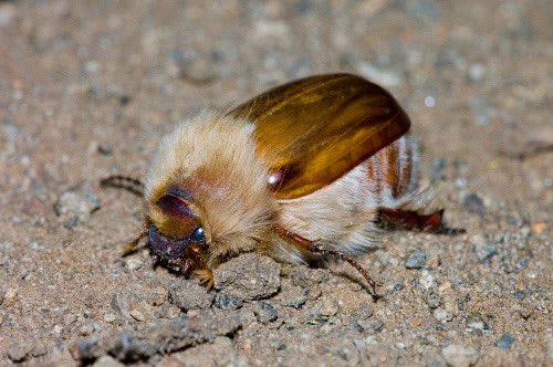 Spadiddle's tweet image. Woolly chafer beetle