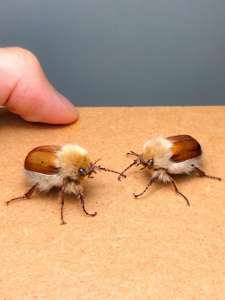 Spadiddle's tweet image. Woolly chafer beetle