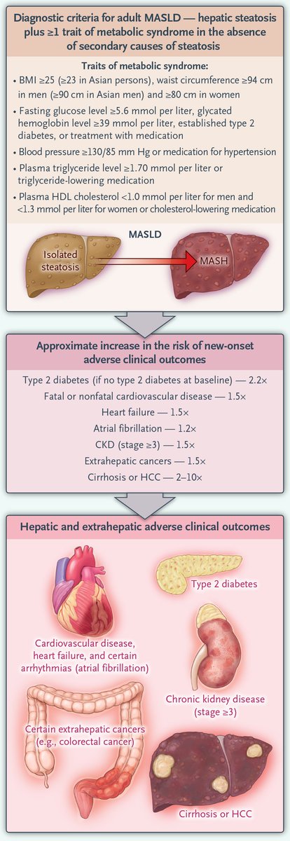Recent meta-analyses showed that metabolic dysfunction–associated fatty liver disease (MAFLD) is associated with an increased risk of new-onset heart failure, atrial fibrillation, chronic kidney disease (CKD), and certain extrahepatic cancers, increasing the risk of each by a