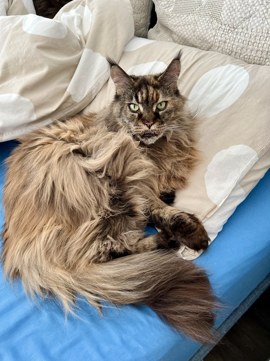 the_mobius_cat's tweet photo. А/к Emirates ответили на мой запрос о перевозке животных через ДВА С ПОЛОВИНОЙ ГОДА. Коты уже давно благополучно живут в Торонто

(Показываю котов) https://t.co/xBVWtPAyjx