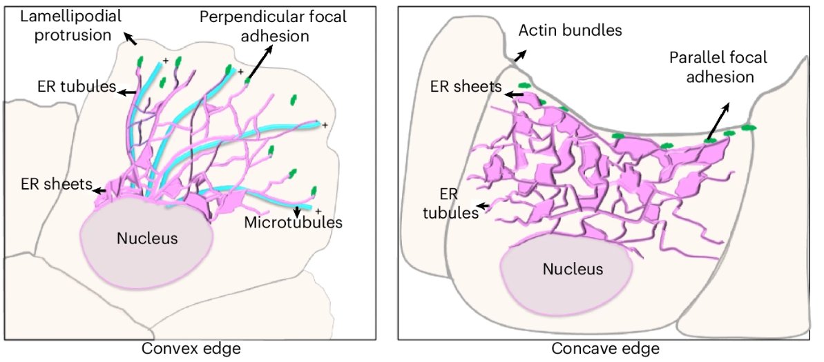 Simran Rawal tweet media