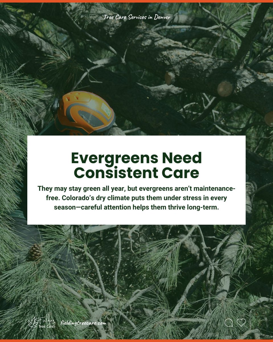 FieldingTrees's tweet photo. Evergreens stay green year-round, but they still need consistent care. 🌲

Colorado’s dry climate puts stress on evergreens in every season. Regular watering, inspections, and timely pruning all help maintain their health and resilience over time. 

🔗 https://t.co/Ayd0pEUQP1 https://t.co/mkMUT7k0zU