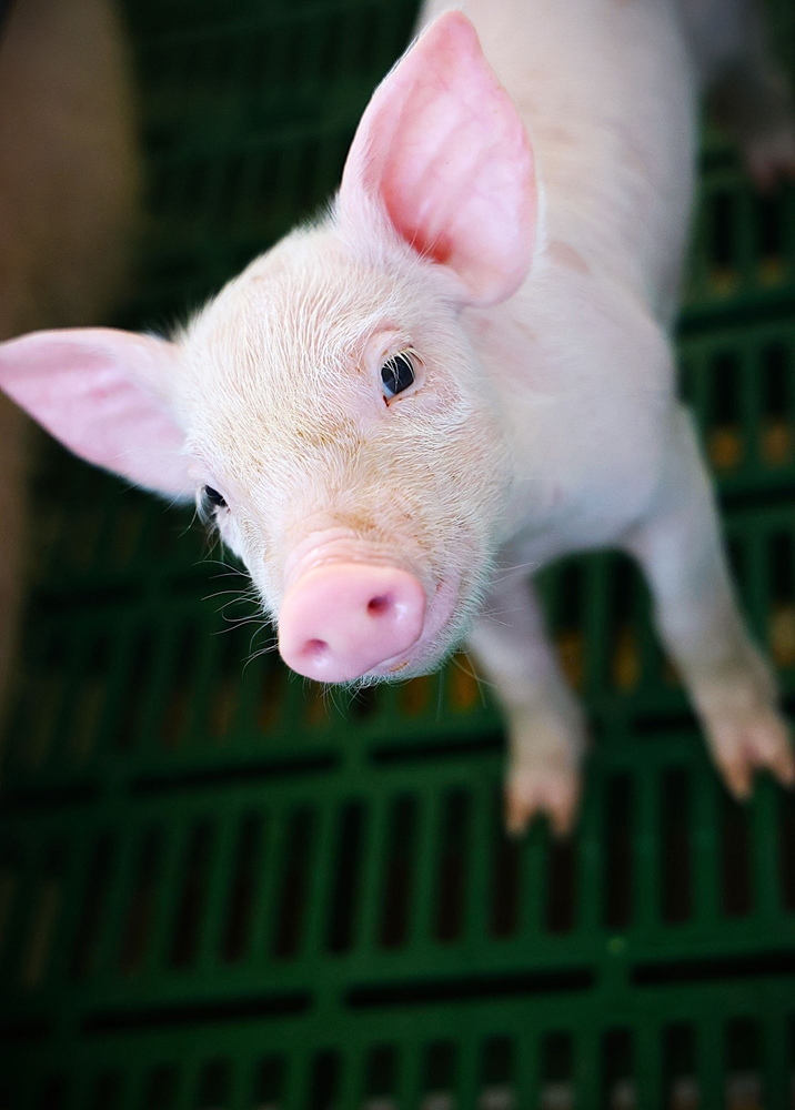 Wilson County TN State Fair tweet media