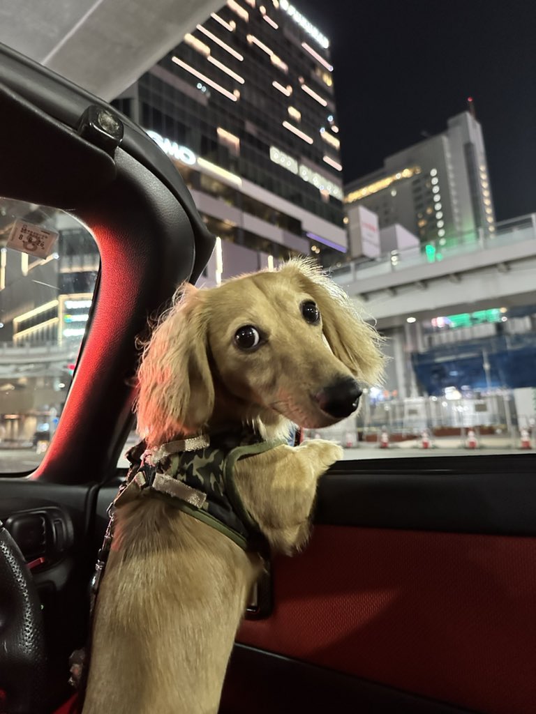 渋谷バックのボスたん可愛すぎたよ♡♡