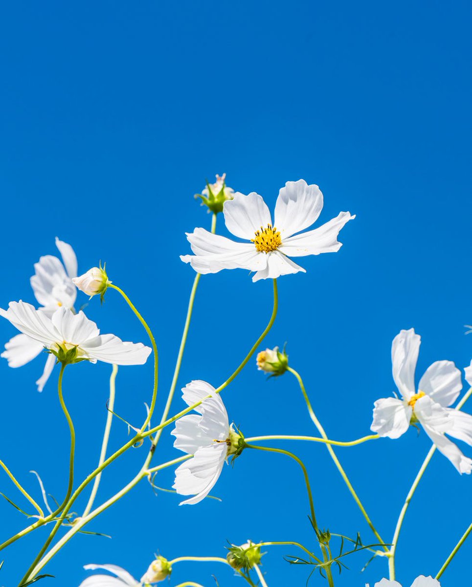 Khursheed Choudhary tweet media