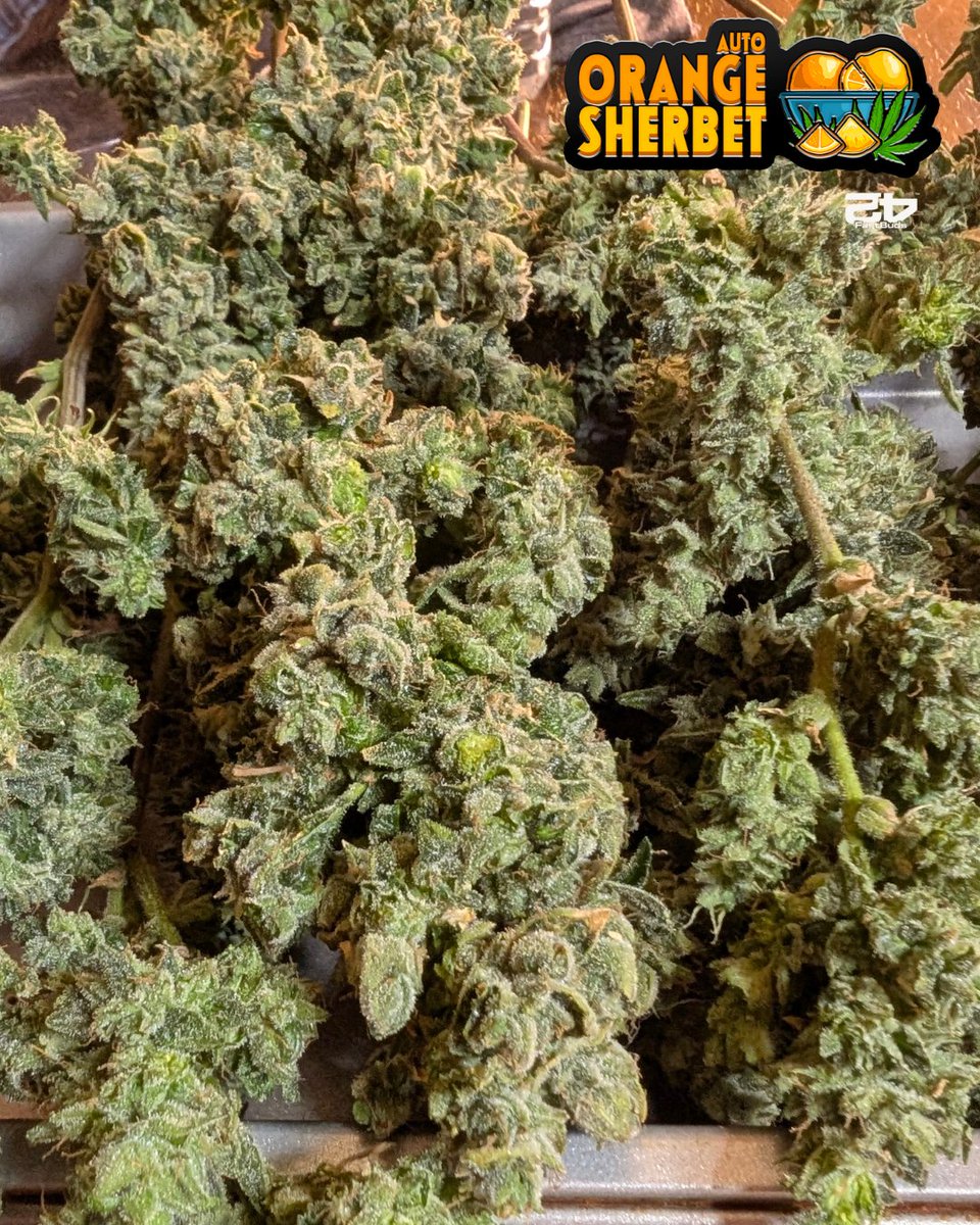 Fatnastyz Budz (@fatnastyz_budz) on Twitter photo Orange Sherbet Auto
π± Genetics by <a href="/Fast_Buds/">Fast Buds</a> βuse code FATTYB for a 15% discount!
π§ Nutrients by <a href="/successnutrient/">Success Nutrients</a>
π©βπΎ Grown by <a href="/fatnastyz_Budz/">Fatnastyz Budz</a>
βοΈ Defoliated by Guy
<a href="/perfect_gardens/">Green Joint Ventures</a>
π Watch the full grow on GrowDiaries:
πgrowdiaries.com/diaries/273218β¦ Orange Sherbet Auto
π± Genetics by <a href="/Fast_Buds/">Fast Buds</a> βuse code FATTYB for a 15% discount!
π§ Nutrients by <a href="/successnutrient/">Success Nutrients</a>
π©βπΎ Grown by <a href="/fatnastyz_Budz/">Fatnastyz Budz</a>
βοΈ Defoliated by Guy
<a href="/perfect_gardens/">Green Joint Ventures</a>
π Watch the full grow on GrowDiaries:
πgrowdiaries.com/diaries/273218β¦