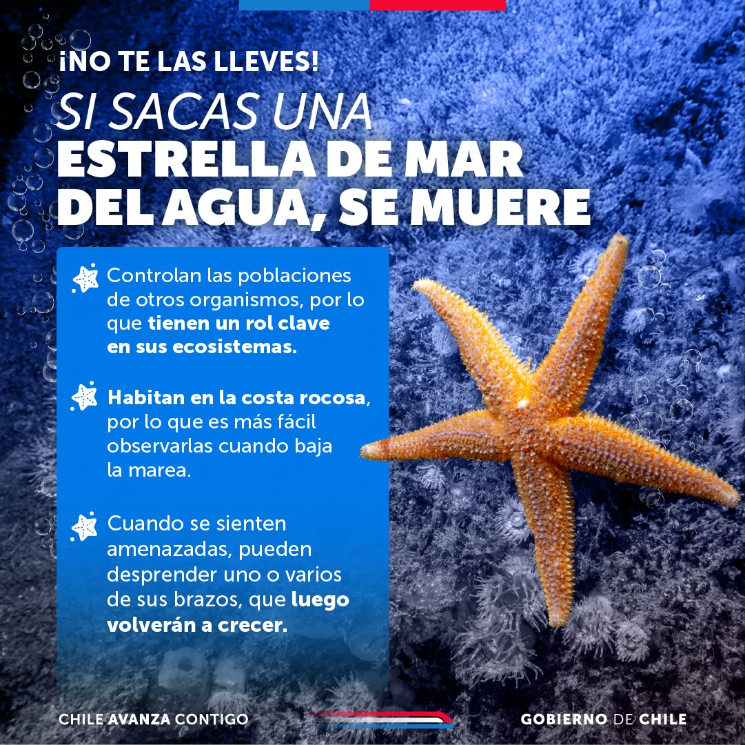 GobiernodeChile's tweet image. En Chile, las estrellas de mar más comunes son el sol de mar y la estrella de mar común. Habitan toda la costa del país, en la zona intermareal por lo que es mucho más fácil observarlas cuando baja la marea. Si encuentras una, no la saques del mar porque se mueren.