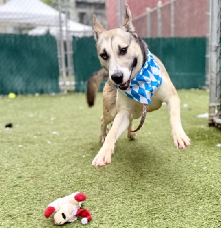 NMBewitched's tweet image. One of the best action shots at #NYCACC 
Dreamy Delgado 

So you #Adopted &amp;amp; #Returned Delgado because he was playful, DUH!!! 

This lovely, smart &amp;amp; active boy had a higher IQ than the folks that took him home 

#HuskyLovers Delgado needs you!
