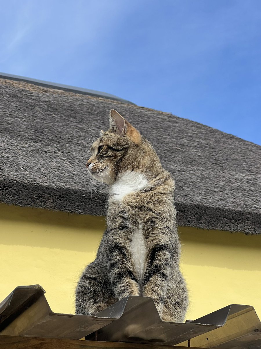 It’s been blerry gawjus today so Sox unwinds after his #Hedgewatch to survey his kingdom, what a boy! #cats #mondaythoughts #CatsLover