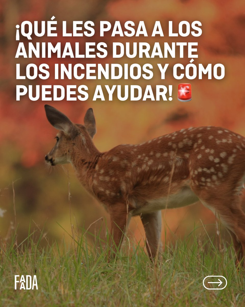 FAADAorg's tweet photo. 🚨🔥¡EMERGENCIA POR INCENDIOS EN ESPAÑA!

En cada incendio forestal contamos hectáreas arrasadas, personas evacuadas o carreteras cortadas. Pero hay otras víctimas de las que no se habla: los animales.
🐾 Miles de animales quedan atrapados entre las llamas.
 
[...] https://t.co/g1wPdNemmy