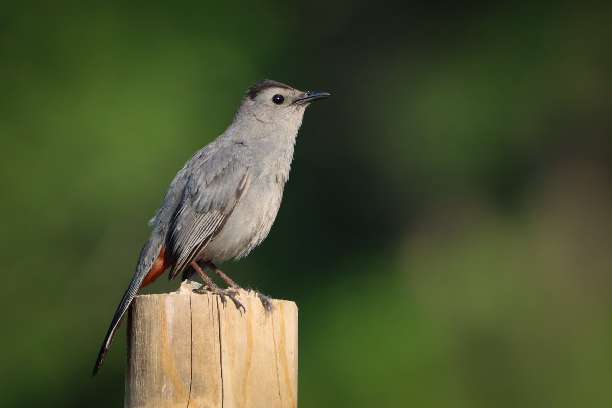Have a calm Monday everyone. #birds #birding #birdphotography #BirdsOfTwitter