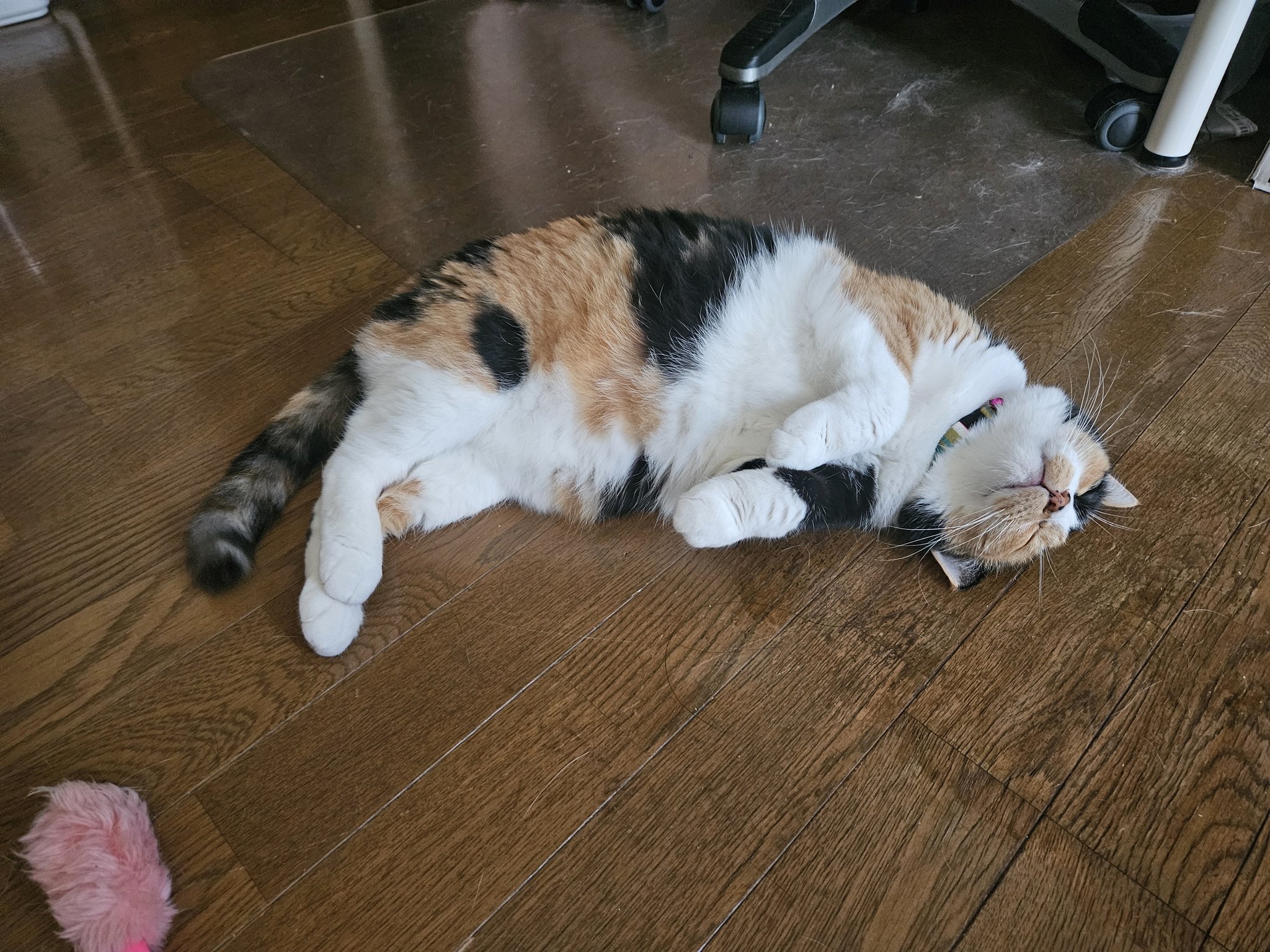 ᓚᘏᗢなるめぐᗢᘏᓗ11y&7y (@mike_naru) / X