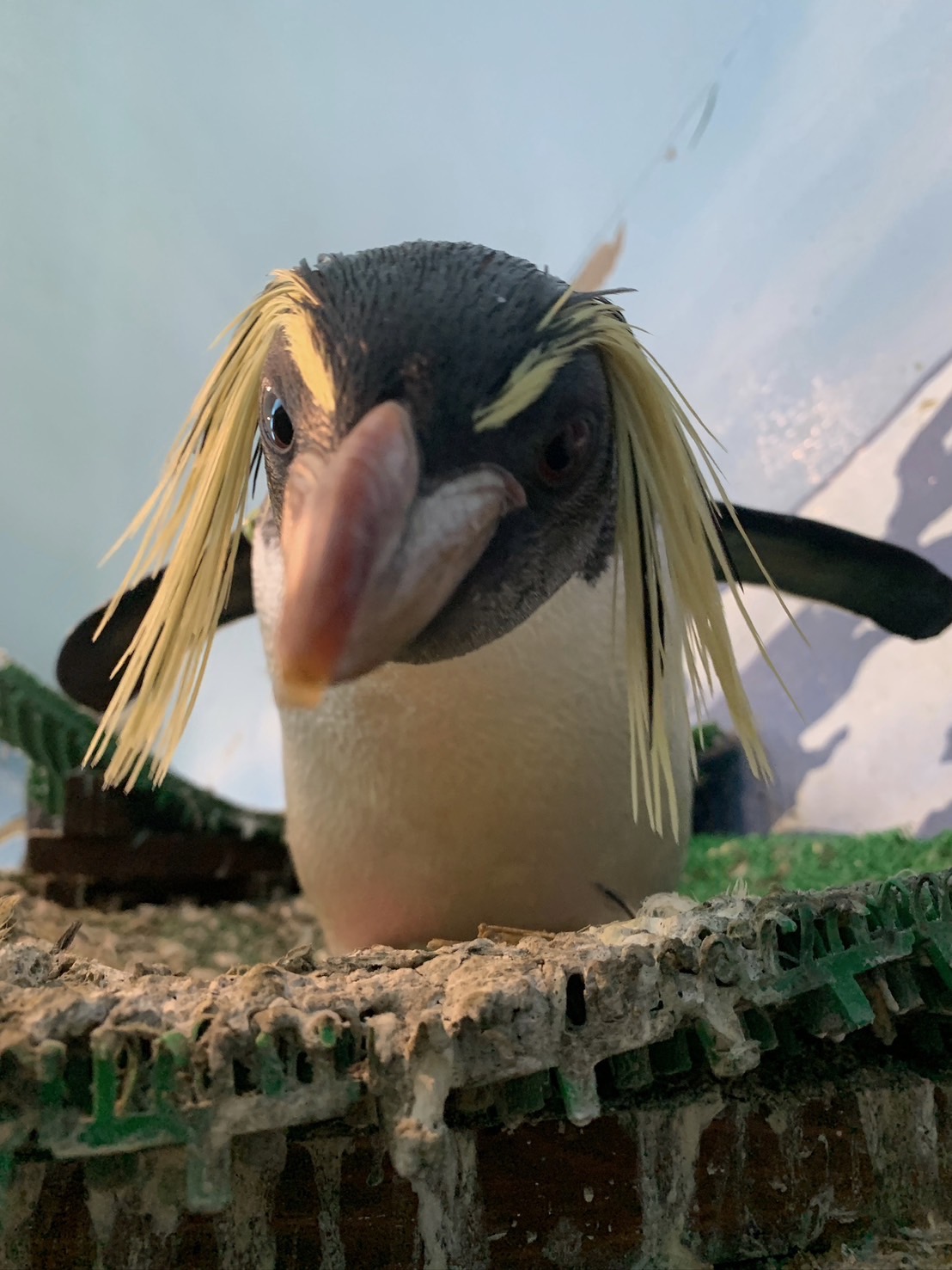 トビペンギン Amazon.co.jp: 遊戯王 トビペンギン ノーマル AT05-JP006 : ホビー