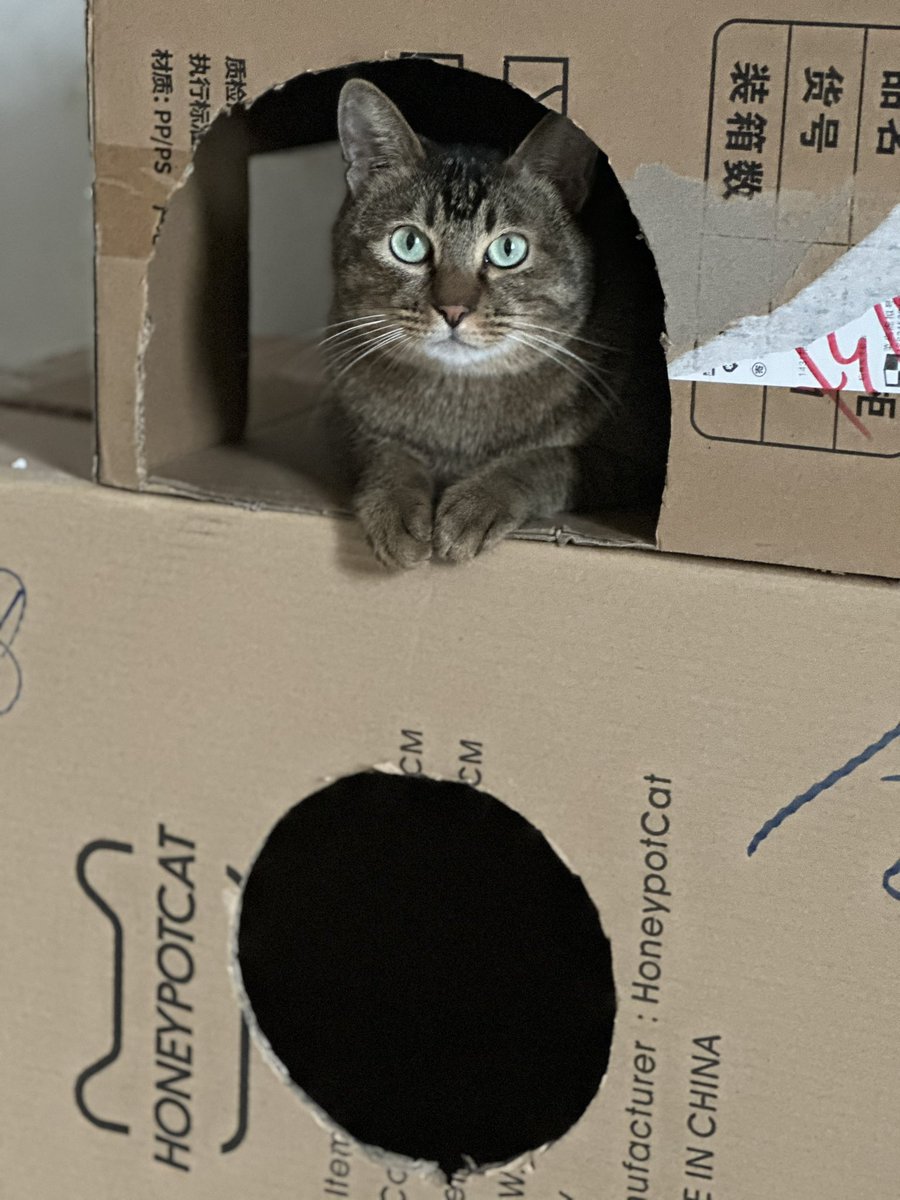 Kroos597's tweet photo. @hika_tsukishiro 🐱 https://t.co/KjE6eqmiE4