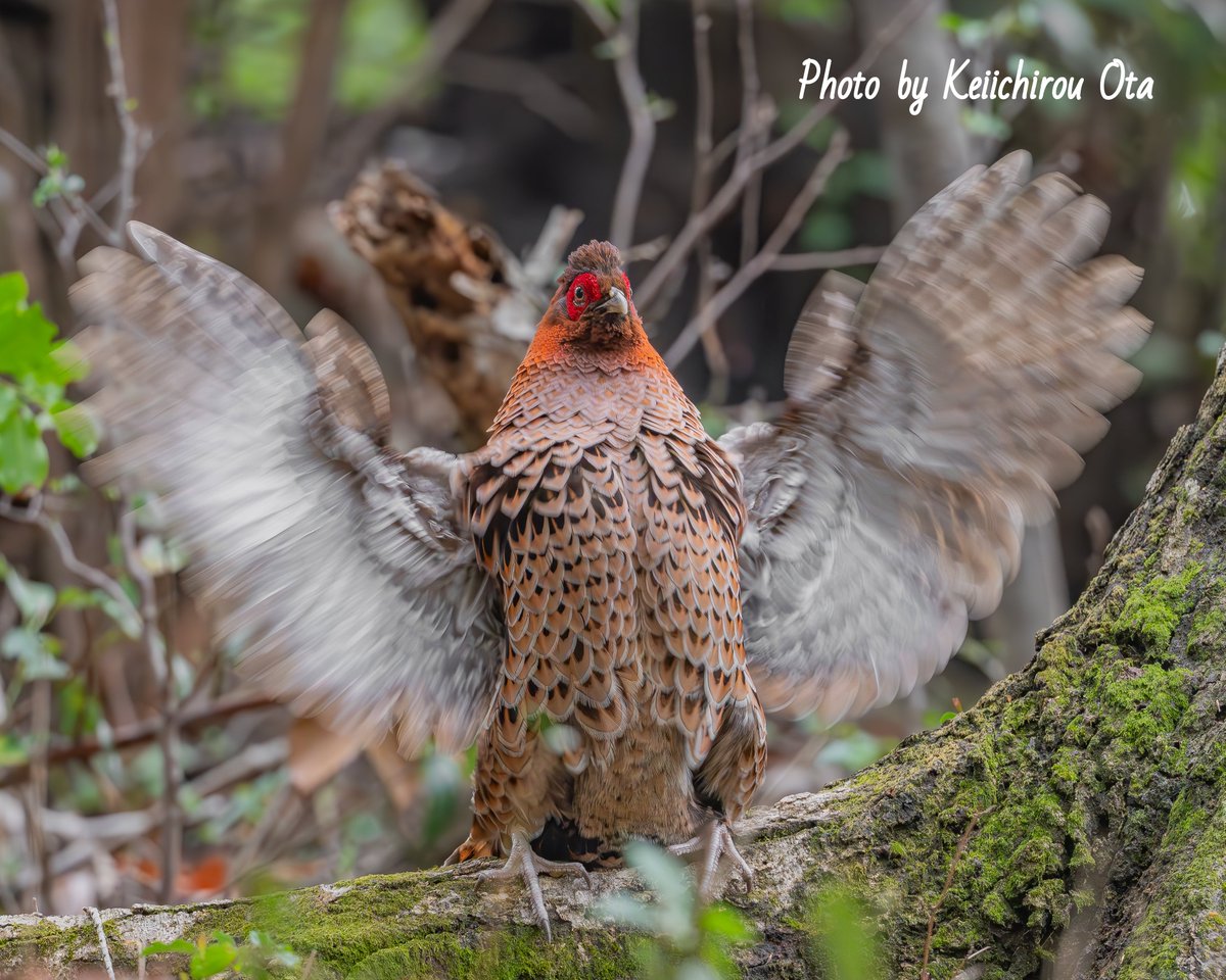 Kei_Photo_Tweet's tweet photo. ヤマドリさん胸を張って母衣打ち～〝🙌〟

#ヤマドリ
#山鳥
#syrmaticussoemmerringii
#copperpheasant
#pheasant
#Nikon　
#ニコン
#Z8 https://t.co/ZDfQFcs22t