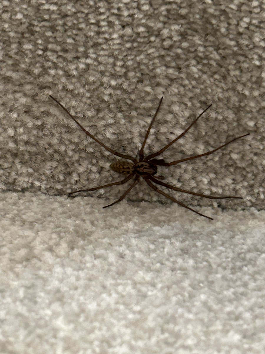 Ffs 🙈 How big 🧐🥴big girl
Pants pulled up 😱

#spiderseason #offyoupop