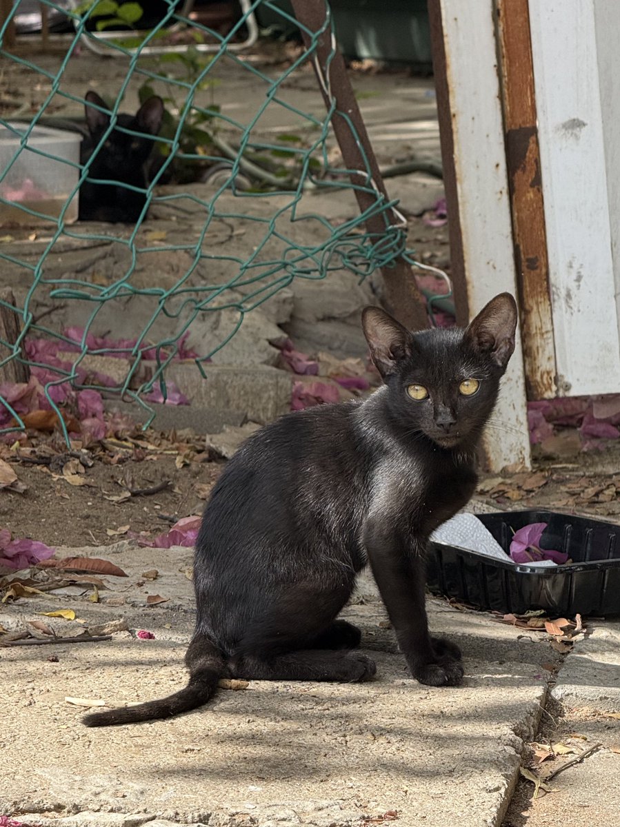 laier's tweet image. Внимание! 
В городе обнаружена двойная чмоня.