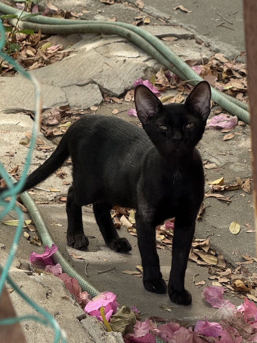 laier's tweet image. Внимание! 
В городе обнаружена двойная чмоня.