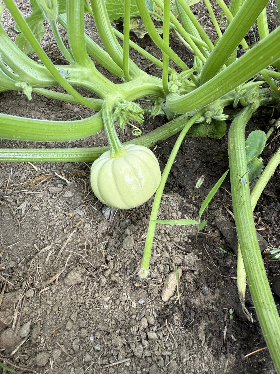 Not quite the giants we some day aspire to grow, but our little patch has a few solid growers. Benen (almost 5yo) was pumped with our progress this week!#LittleMacsPumpkinPatch