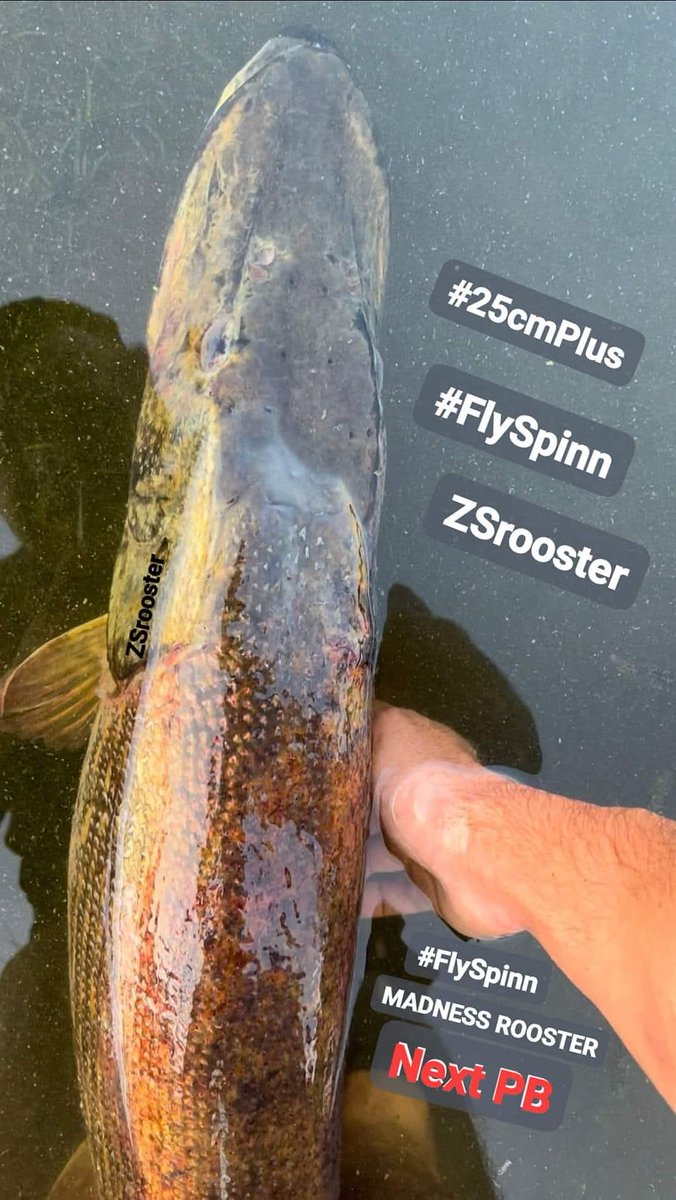 Jarek777jm's tweet image. #ZSrooster #FlySpinn #FlyJerk #PROSIAK #FishHead #ROOSTER #MUSTAD #MDD #MddFishingTeam #mddft