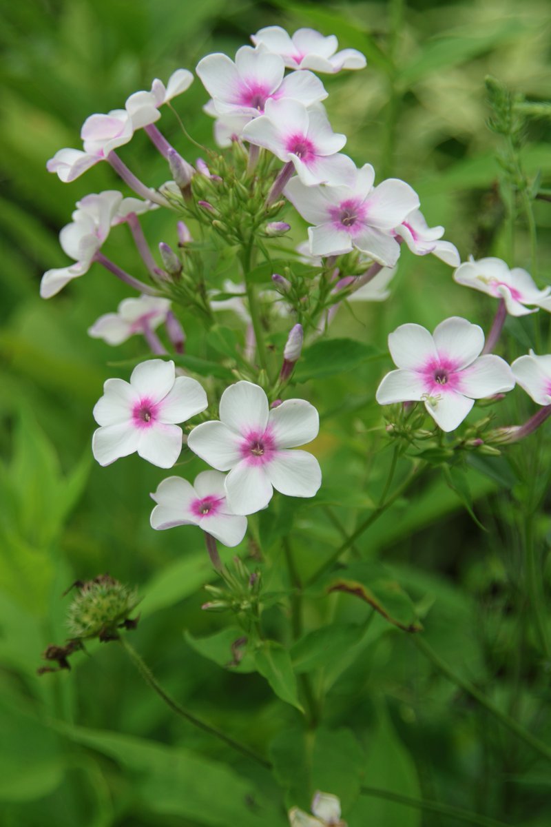 gontanokoneroku's tweet image. Phlox 😁

#Photography #Flowers #Phlox