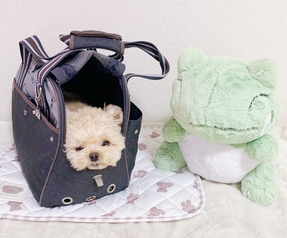 運ばれる準備OKと申しております🧸

#ポメプー