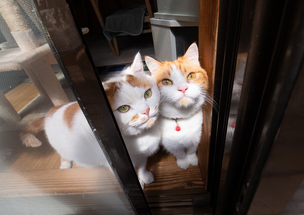 ねこページ REP-600 猫除けセンサー 猫しっし | ムサシ / 通販のジャンブレ